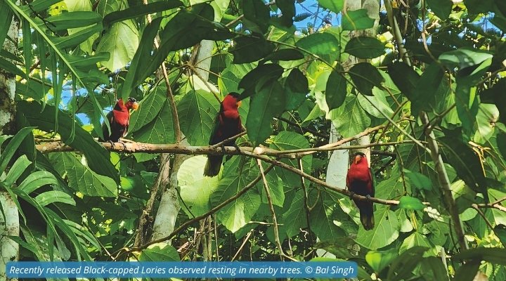 Recently released Black-capped Lories observed resting in nearby trees. © Bal Singh
