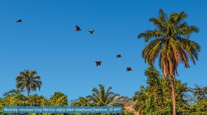 Grey Parrots flying free in Nigeria