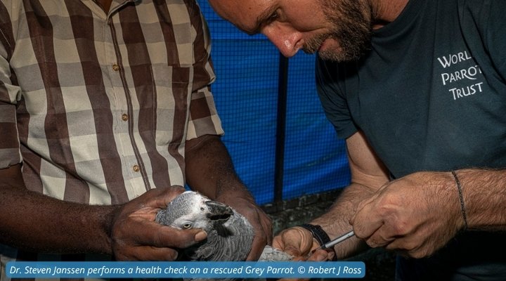 Dr. Steven Janssen performs a health check on a rescued Grey Parrot. © Robert J Ross