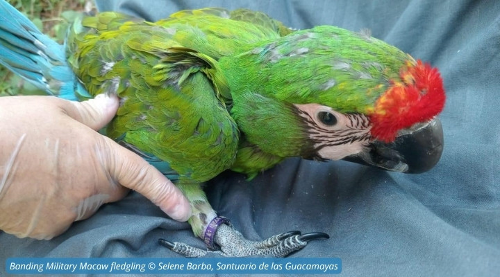 Yellow-naped Amazon inspecting a newly-placed nestbox. © Green Island Challenge
