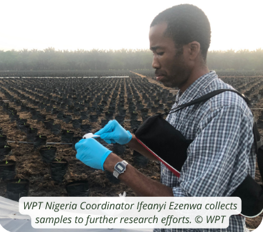 Collecting parrot faecal samples