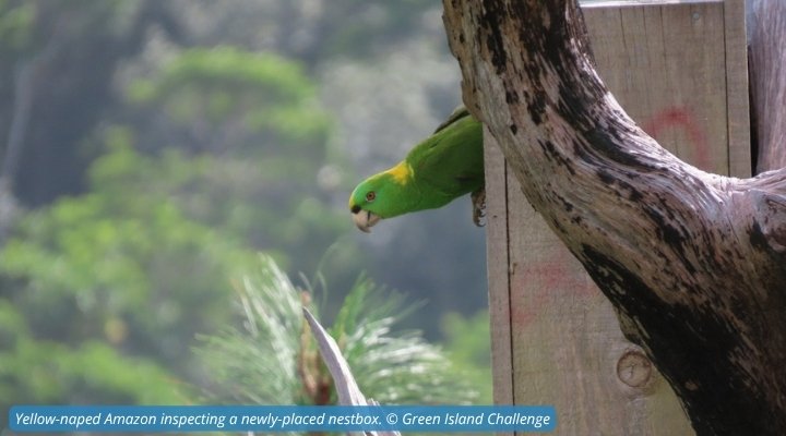 Yellow-naped Amazon inspecting a newly-placed nestbox. © Green Island Challenge